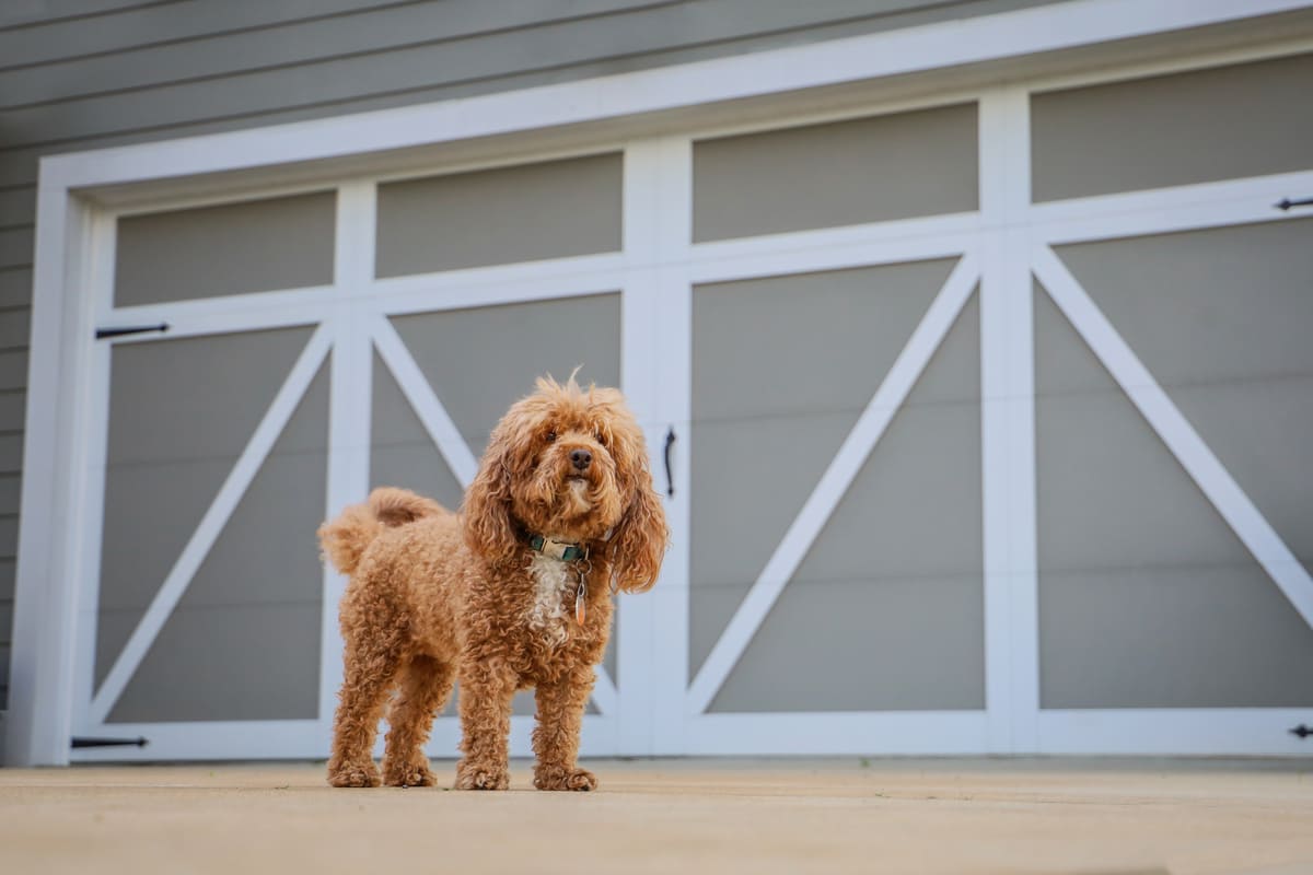 Dog in front of the garage